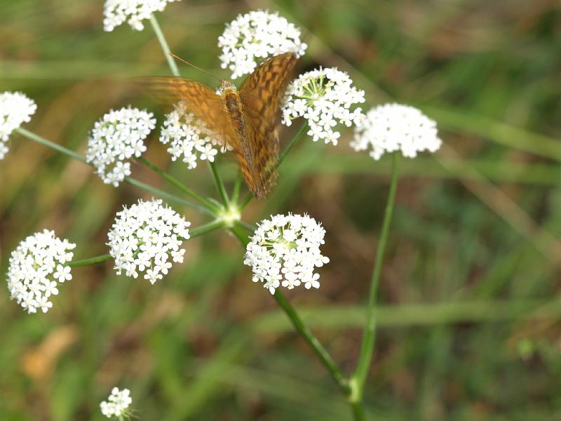 Copy of P9114376.JPG